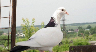 Baku holubi: výrazné vlastnosti a jemnost obsahu